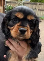 Adrien , a male Cavalier King Charles Spaniel for sale in Sacramento, CA – 1 of 1