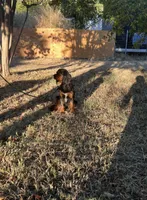 Roxy, a female Cavalier King Charles Spaniel for sale in Sacramento, CA – Photo 5 of 7