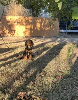 Roxy, a female Cavalier King Charles Spaniel for sale in Sacramento, CA – Photo 2 of 7