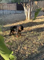 Roxy, a female Cavalier King Charles Spaniel for sale in Sacramento, CA – Photo 4 of 7