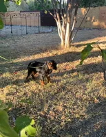 Roxy, a female Cavalier King Charles Spaniel for sale in Sacramento, CA – Photo 6 of 7