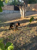 Roxy, a female Cavalier King Charles Spaniel for sale in Sacramento, CA – Photo 7 of 7