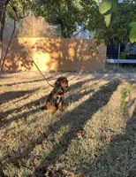 Roxy, a female Cavalier King Charles Spaniel for sale in Sacramento, CA – Photo 3 of 7