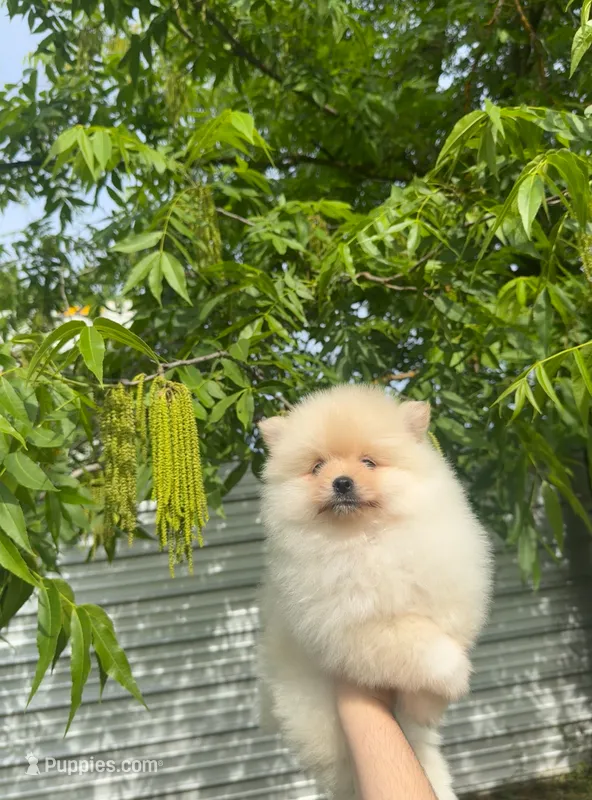 Cookie – Pomeranian puppy for sale in Sacramento, CA