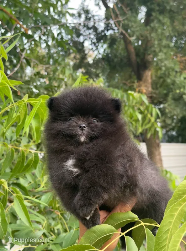 Bella grace  – Pomeranian puppy for sale in Sacramento, CA