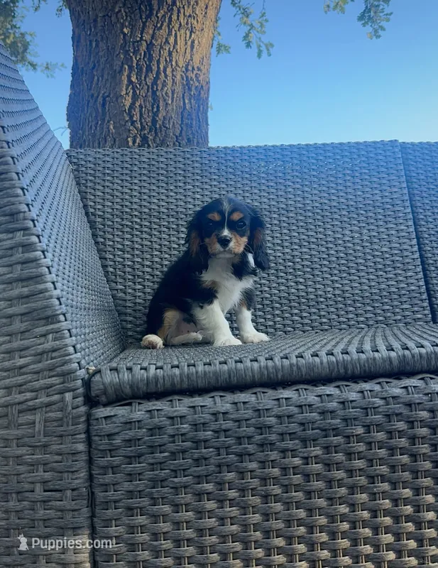 Jessie Rose 🩷 – Cavalier King Charles Spaniel puppy for sale in Sacramento, CA