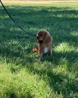 Oliver, a male Cavalier King Charles Spaniel for sale in Sacramento, CA – 5 of 5
