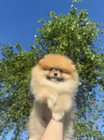 Honey lou, a female Pomeranian for sale in Sacramento, CA – Photo 1 of 5