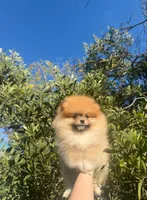 Honey lou, a female Pomeranian for sale in Sacramento, CA – Photo 3 of 5