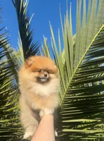 Honey lou, a female Pomeranian for sale in Sacramento, CA – Photo 2 of 5