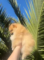 Honey lou, a female Pomeranian for sale in Sacramento, CA – Photo 4 of 5