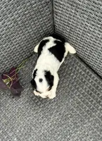 Charlie , a male Cavalier King Charles Spaniel for sale in Sacramento, CA – 3 of 4