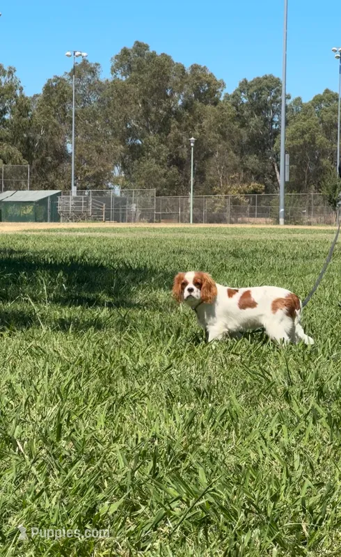 Jack – Cavalier King Charles Spaniel puppy for sale in Sacramento, CA