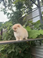 Roxy, a female Pomeranian for sale in Sacramento, CA – 2 of 6