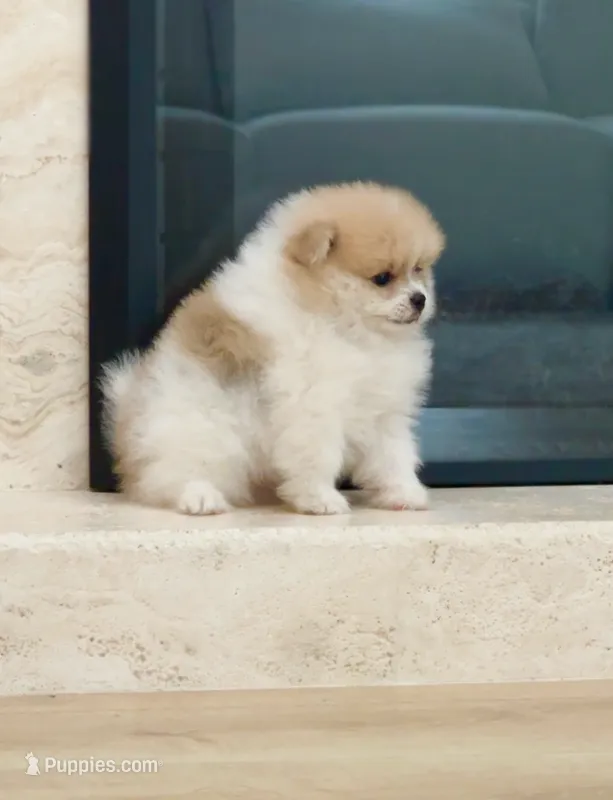 Romeo 🌿🏛️ – Pomeranian puppy for sale in Sacramento, CA