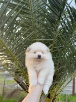 Ivy, a female Pomeranian for sale in Sacramento, CA – 4 of 4