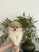 Romeo 🌿🏛️, a male Pomeranian for sale in Sacramento, CA – 6 of 8