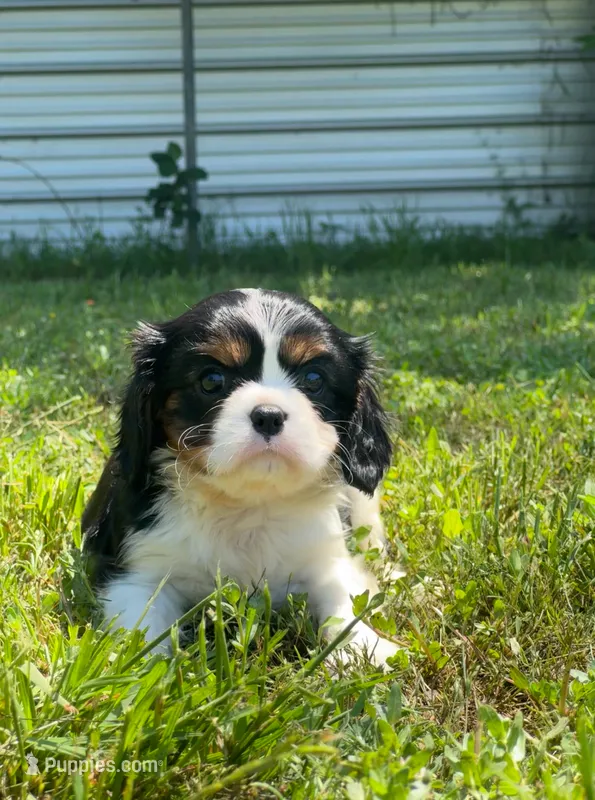 Hazel – Cavalier King Charles Spaniel puppy for sale in Sacramento, CA
