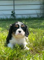 Ivy, a female Cavalier King Charles Spaniel for sale in Sacramento, CA – 2 of 9