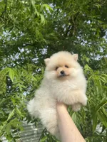 Cookie, a male Pomeranian for sale in Sacramento, CA – 6 of 9