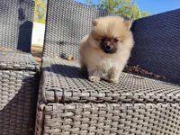 Brandy, a male Pomeranian for sale in Sacramento, CA – 4 of 6