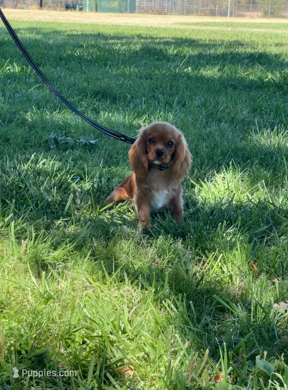 Oliver – Cavalier King Charles Spaniel puppy for sale in Sacramento, CA