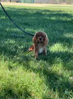 Oliver, a male Cavalier King Charles Spaniel for sale in Sacramento, CA – 1 of 5