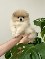 Romeo 🌿🏛️, a male Pomeranian for sale in Sacramento, CA – 2 of 8
