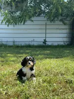 Layla, a female Cavalier King Charles Spaniel for sale in Sacramento, CA – 7 of 9