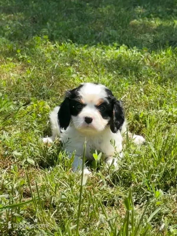 Ollie – Cavalier King Charles Spaniel puppy for sale in Sacramento, CA