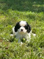 Leo, a male Cavalier King Charles Spaniel for sale in Sacramento, CA – 2 of 7