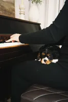 Jade, a male Cavalier King Charles Spaniel for sale in Sacramento, CA – 8 of 8
