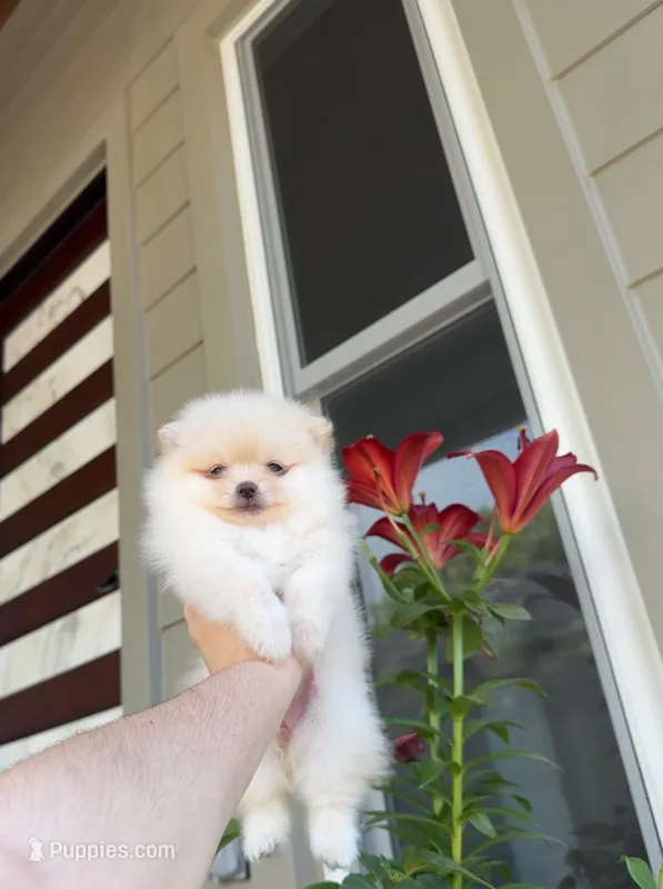 Jane – Pomeranian puppy for sale in Sacramento, CA