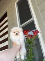 Jane, a female Pomeranian for sale in Sacramento, CA – 1 of 3