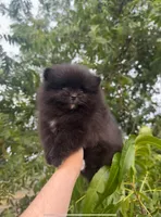 Belle Grace, a female Pomeranian for sale in Sacramento, CA – 5 of 8