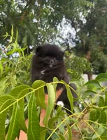 Belle Grace, a female Pomeranian for sale in Sacramento, CA – 4 of 8
