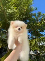 Jane , a female Pomeranian for sale in Sacramento, CA – Photo 8 of 8