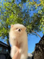 Jane , a female Pomeranian for sale in Sacramento, CA – Photo 4 of 8