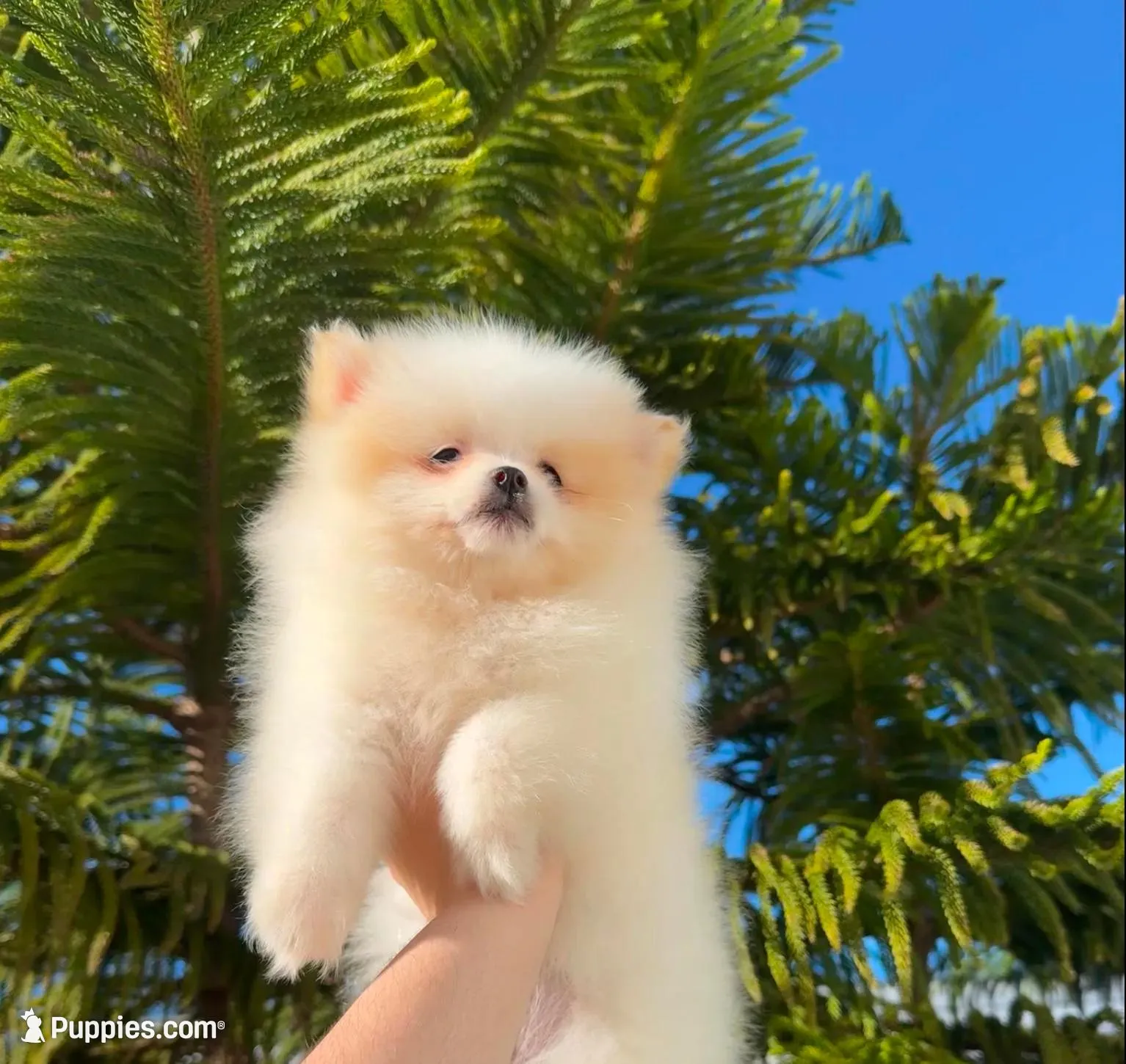 Jane  – Pomeranian puppy for sale in Sacramento, CA