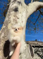 Jane , a female Pomeranian for sale in Sacramento, CA – Photo 2 of 8