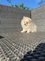 Jane , a female Pomeranian for sale in Sacramento, CA – Photo 7 of 8