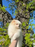 Jane , a female Pomeranian for sale in Sacramento, CA – Photo 6 of 8
