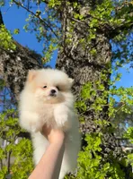 Jane , a female Pomeranian for sale in Sacramento, CA – Photo 5 of 8