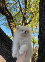 Jane , a female Pomeranian for sale in Sacramento, CA – Photo 3 of 8