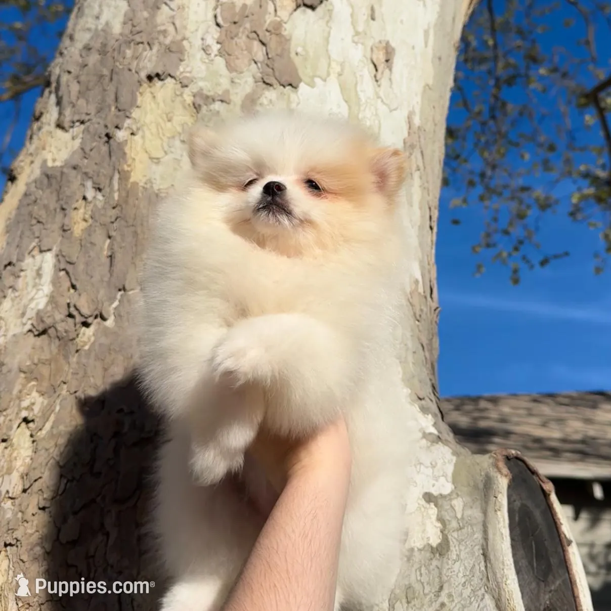 Jane  – Pomeranian puppy for sale in Sacramento, CA
