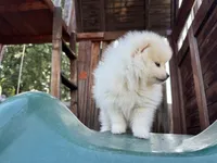 Amy, a female Pomeranian for sale in Sacramento, CA – Photo 3 of 4