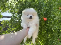 Amy, a female Pomeranian for sale in Sacramento, CA – Photo 2 of 4
