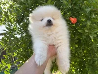 Amy, a female Pomeranian for sale in Sacramento, CA – Photo 4 of 4