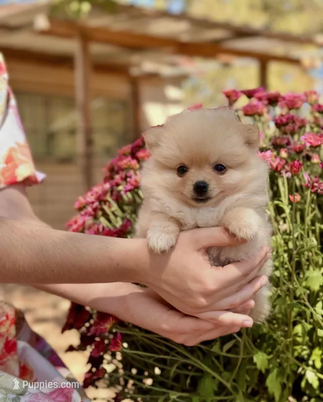 Amy – Pomeranian puppy for sale in Sacramento, CA