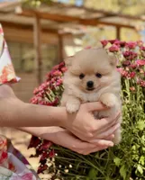 Amy, a female Pomeranian for sale in Sacramento, CA – Photo 1 of 4